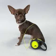 Рулетка для собак на тросе Flexi New Neon