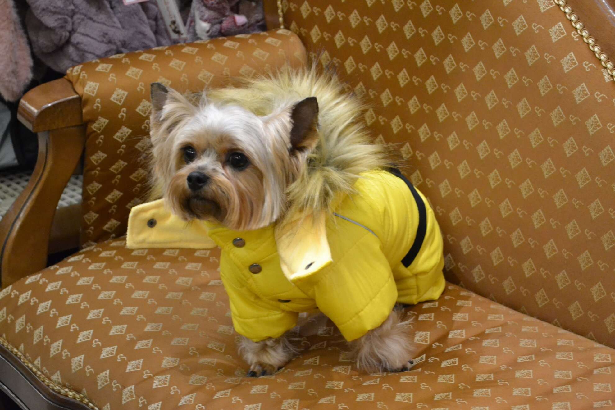 Зимний комбинезон для собак Premium Невада