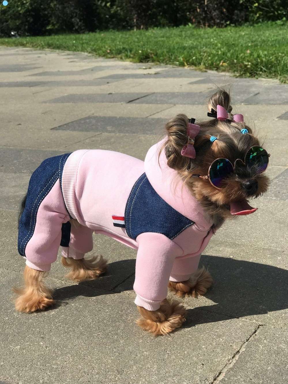 Костюм для собак Premium Полуджинс