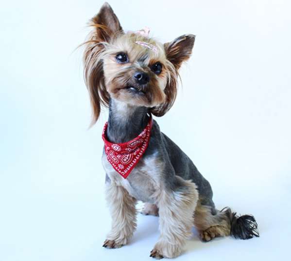 Ошейник для собак Pet Бандана