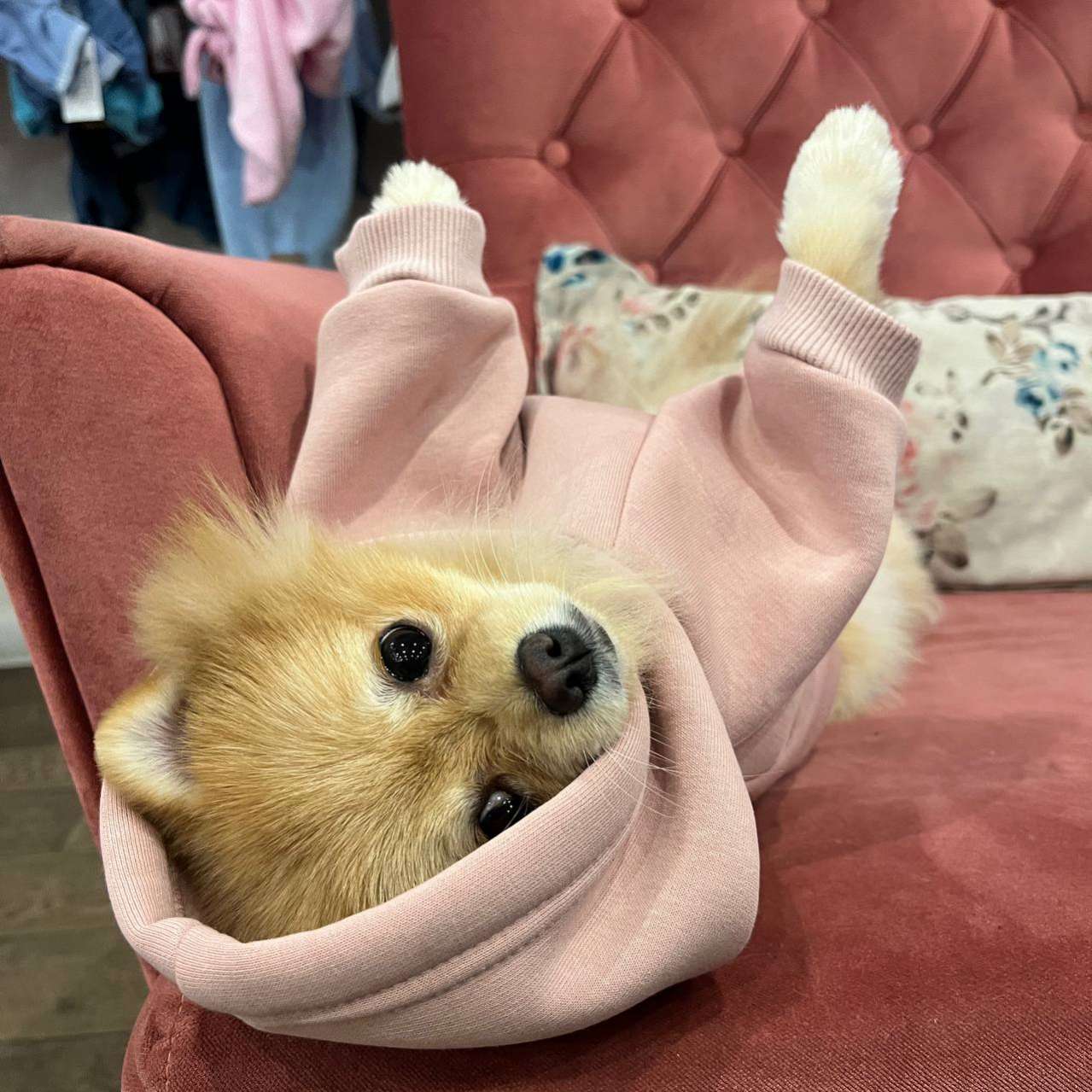 Толстовка для собак с капюшоном Pet Хьюго