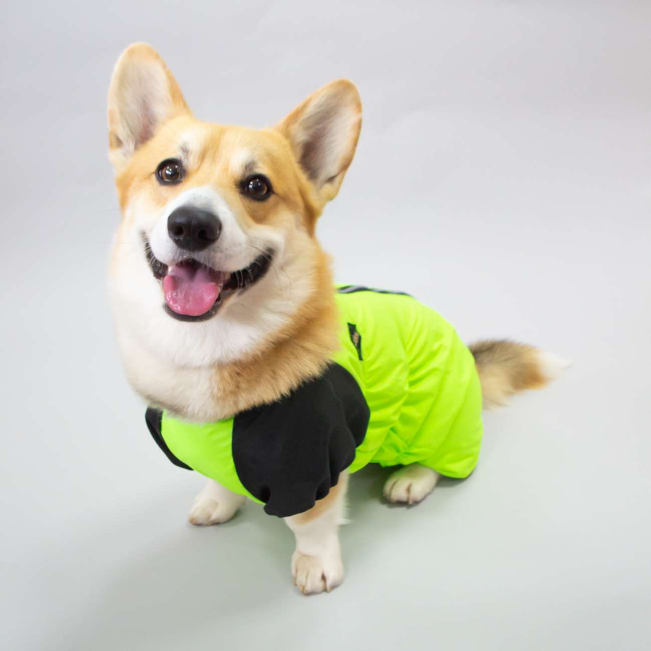 Дождевик для таксы и корги Puffy Лайм Салатовый