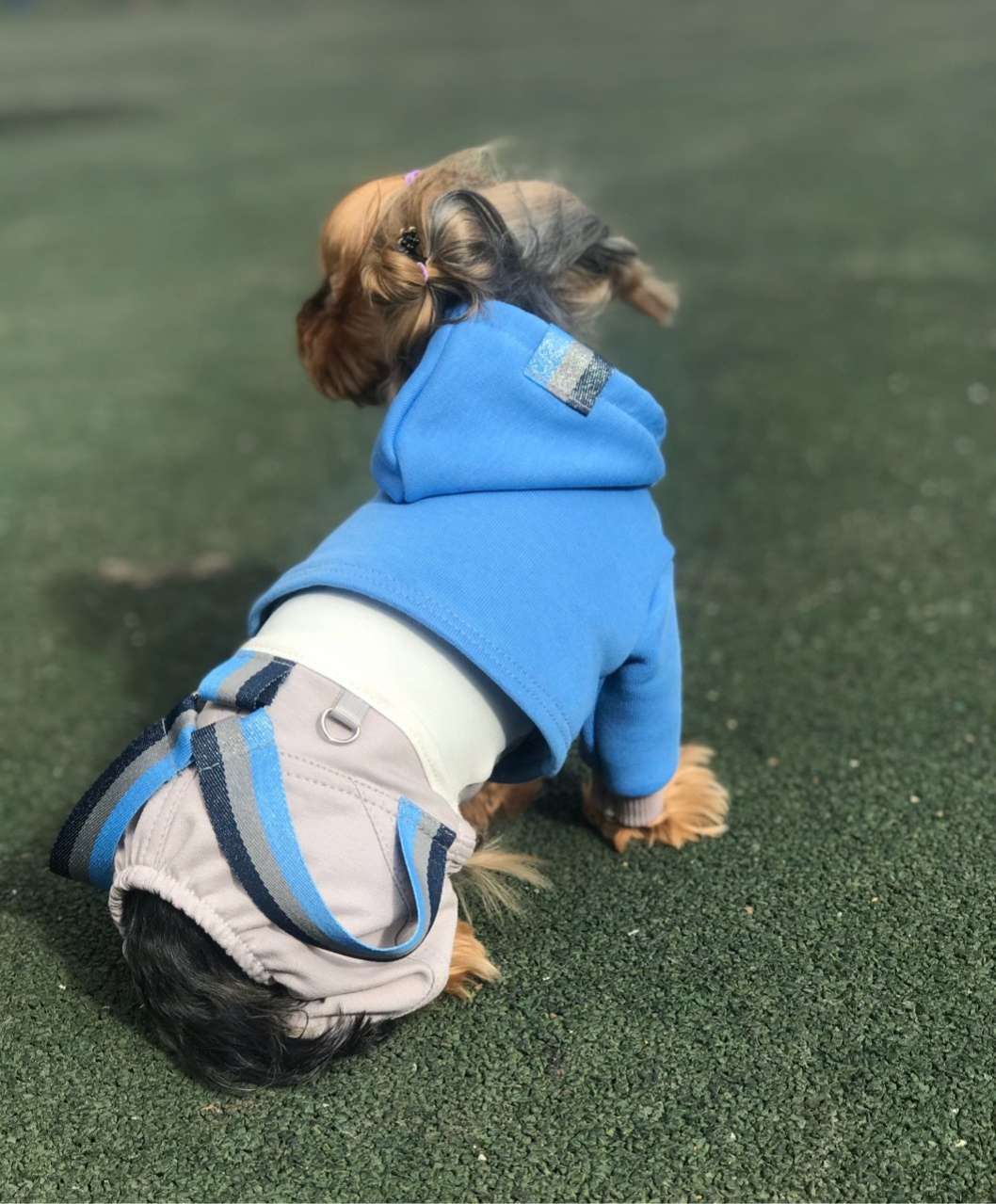 Комплект костюм и толстовка  для собаки Premium Кэнди