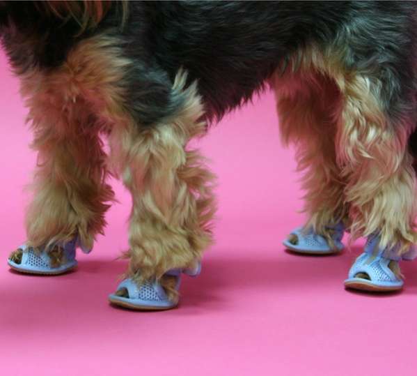 Сандалии для собак Сетка