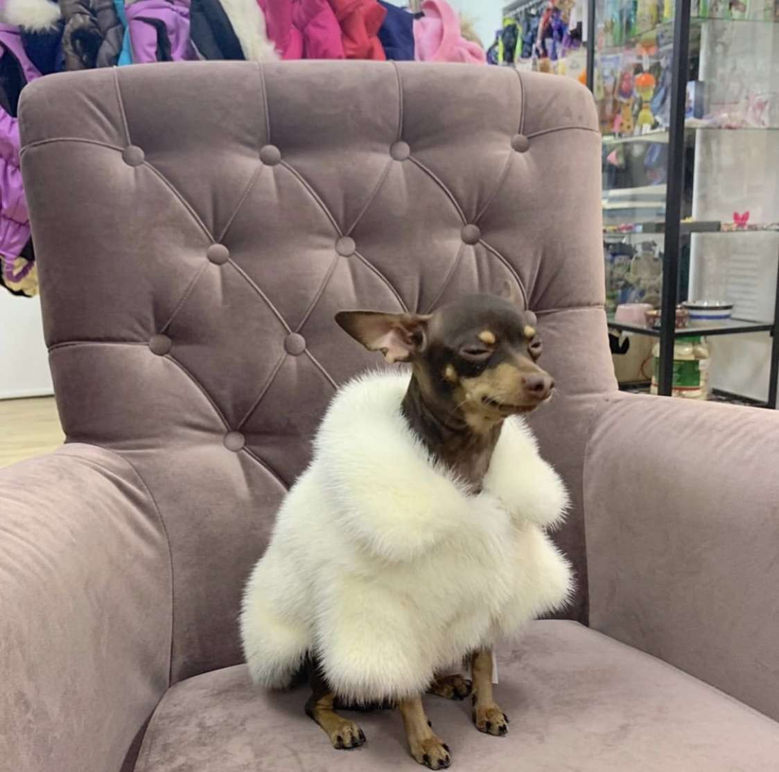 Шуба для собак норковая Адель белая