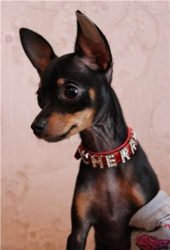 Буквы на ошейник для собак