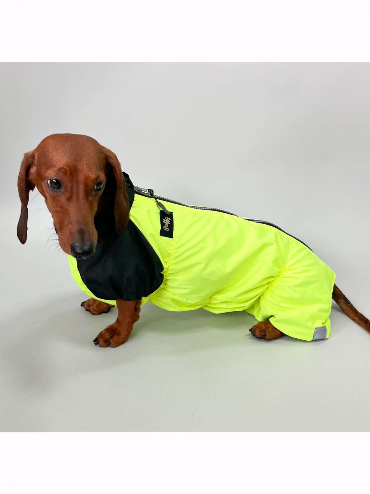 Дождевик для таксы и корги Puffy Лайм Лимонный