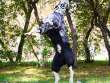 Комбинезон для собак на широкую грудь ForMyDogs Wolf
