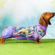 Дождевик для таксы и корги ForMyDogs Яркие краски
