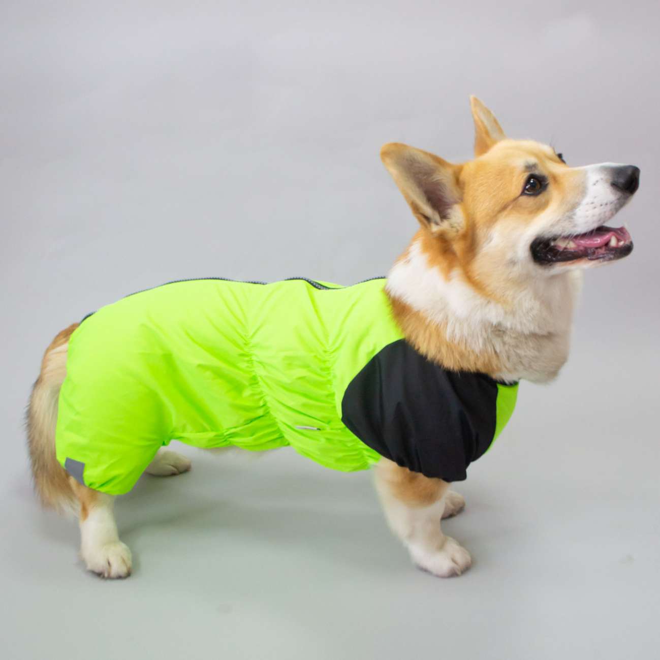 Дождевик для таксы и корги Puffy Лайм Салатовый