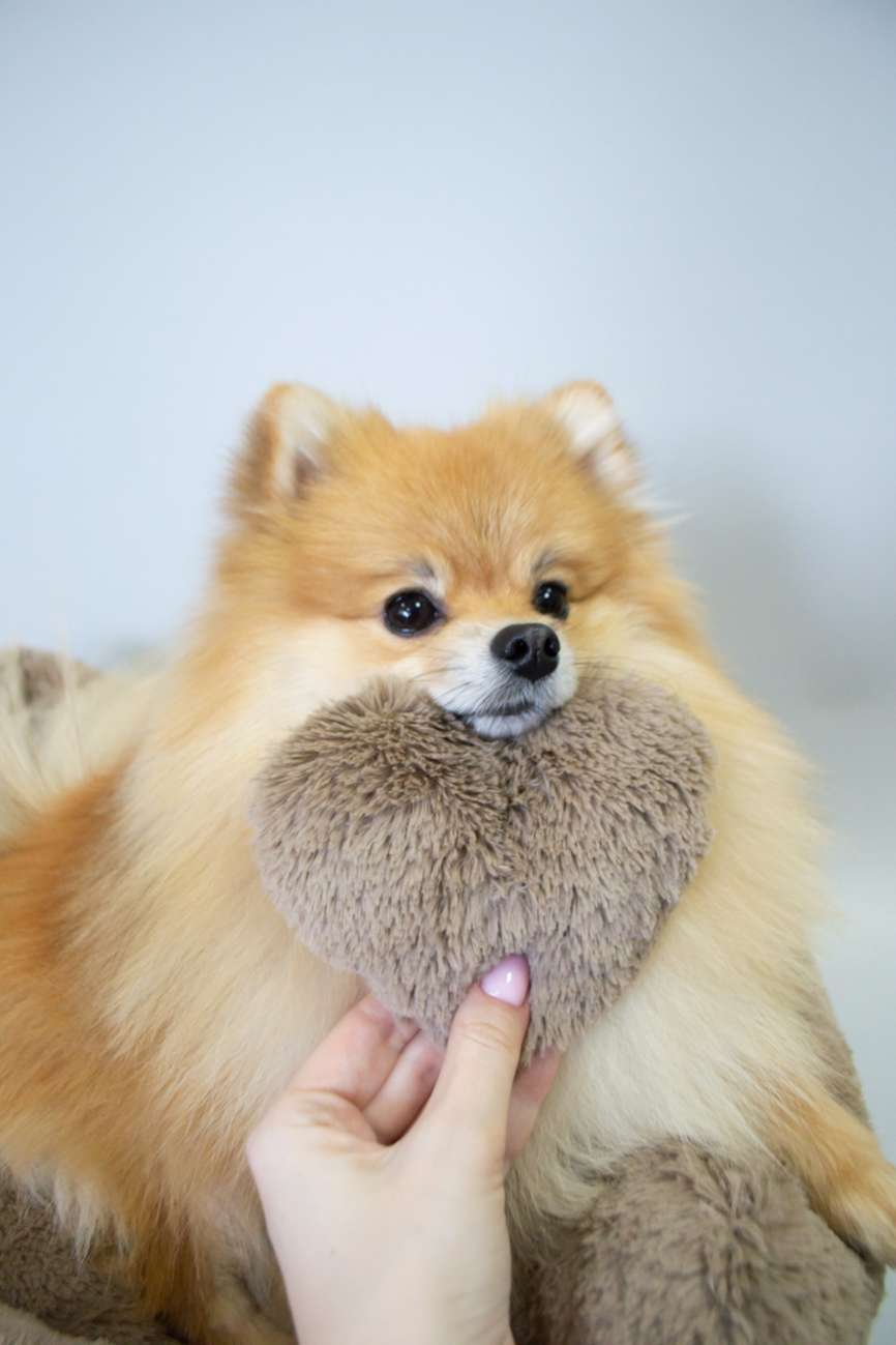 Диван для собаки Puffy Мокко