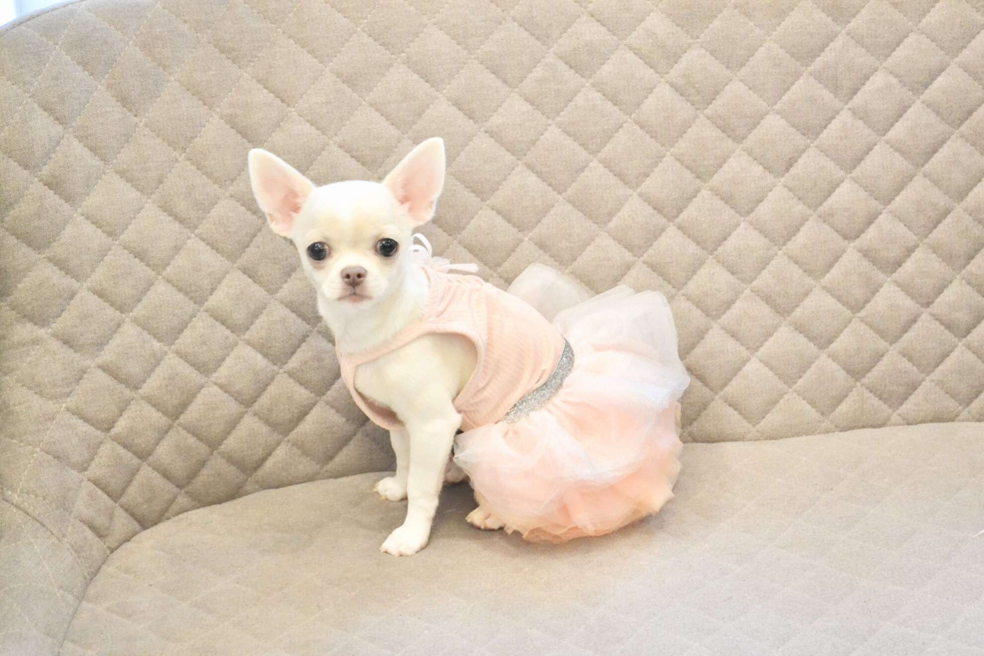 Платье для собак Pet Бурлеск