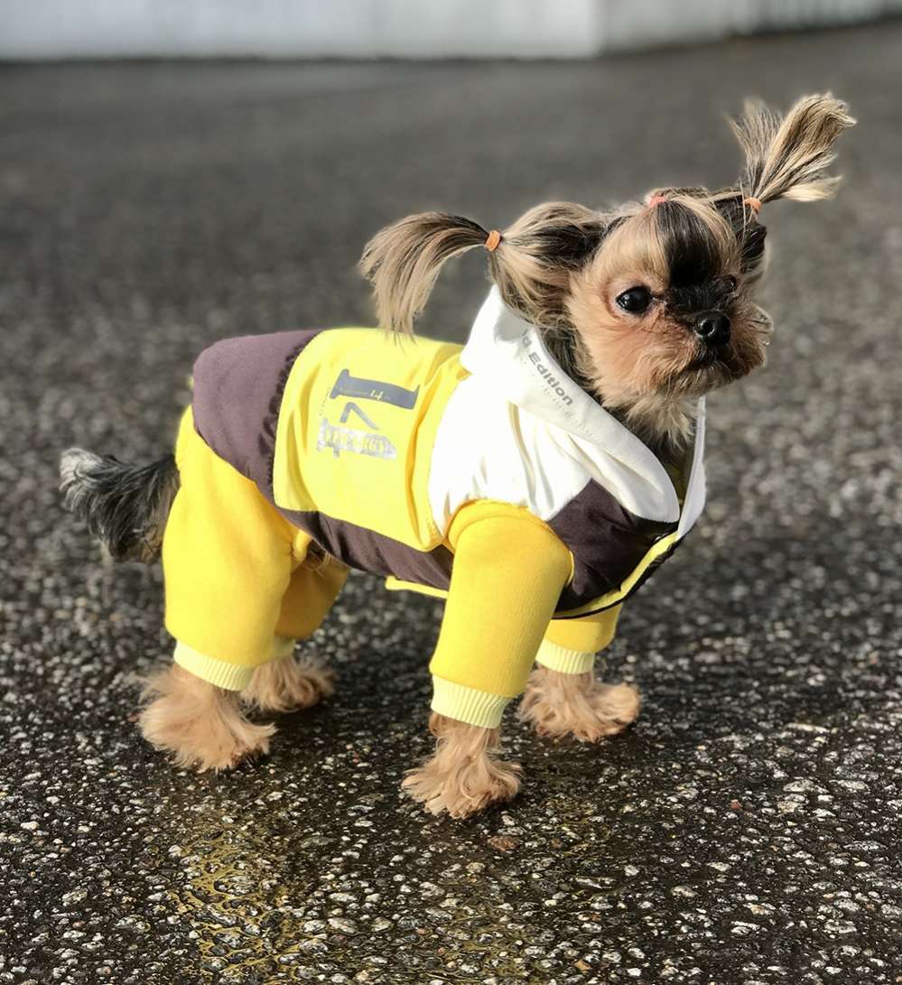 Комплект костюм и жилет для собаки Premium 15