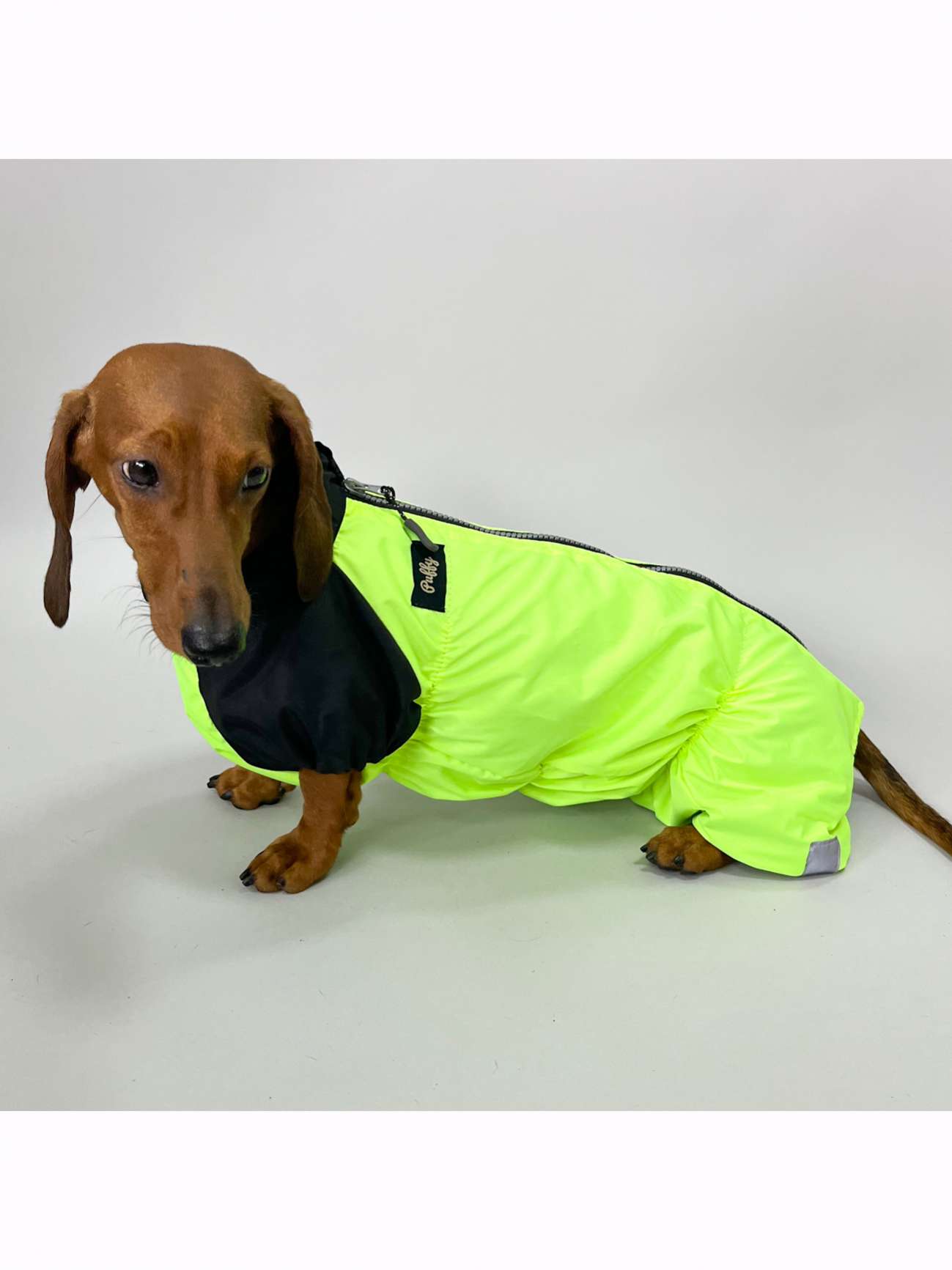 Дождевик для таксы и корги Puffy Лайм Салатовый