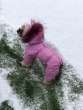 Зимний комбинезон для собак Северное сияние Пион