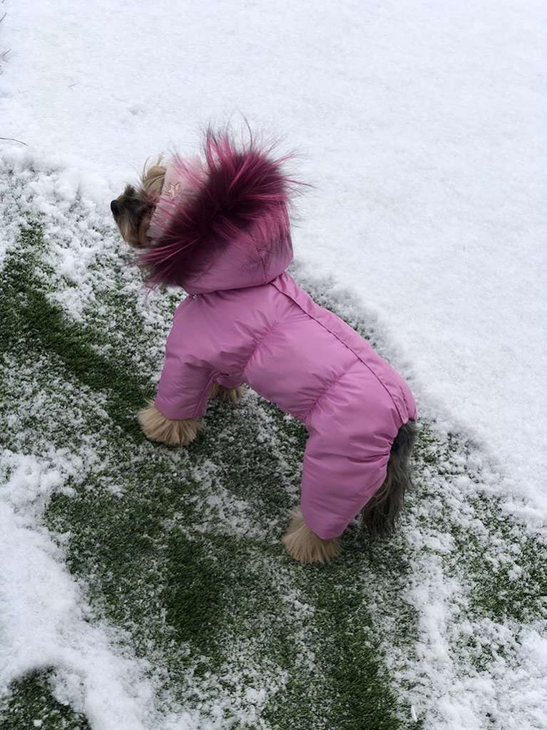 Зимний комбинезон для собак Северное сияние Пион
