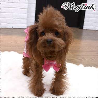 Брюки для собак Puppy Angel Любимые