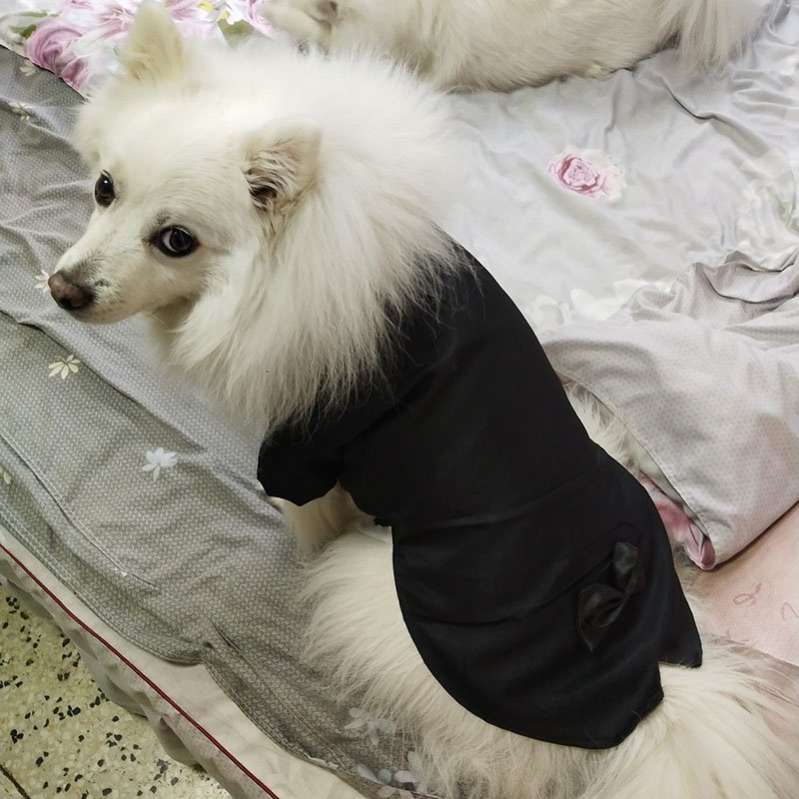 Фрак для собаки с бабочкой Pet Антуан