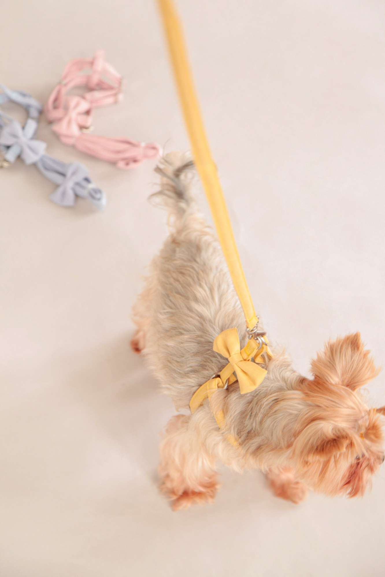 Шлейка с поводком для собак Pet Бантики