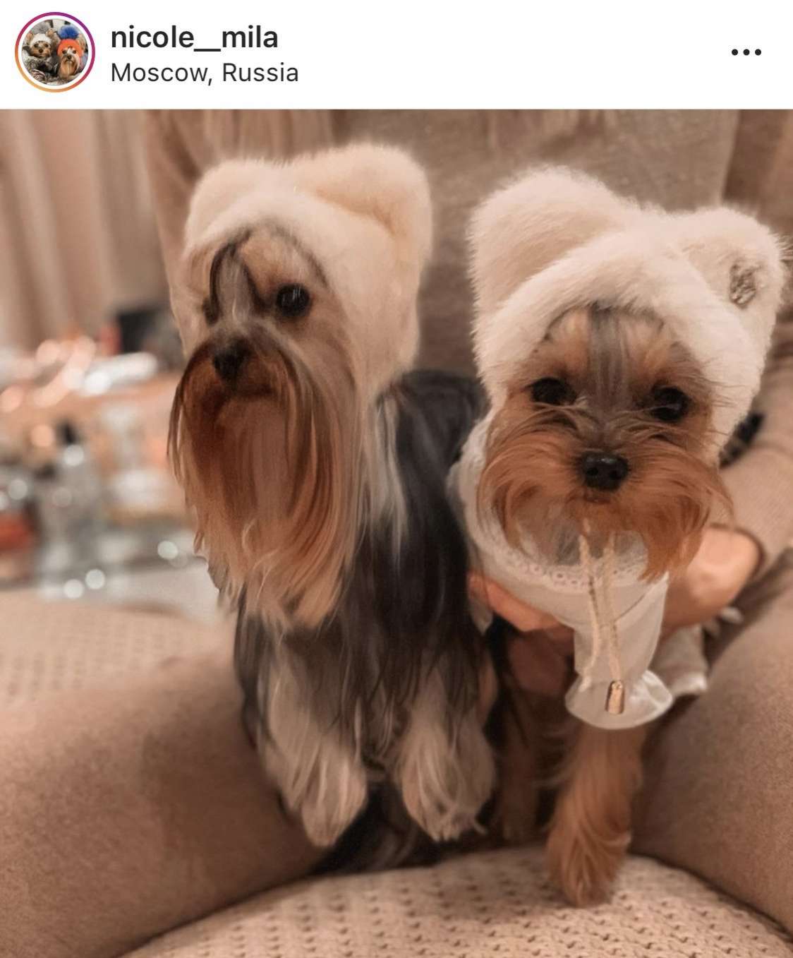 Норковая шапка для собак Puffy Ушки белая