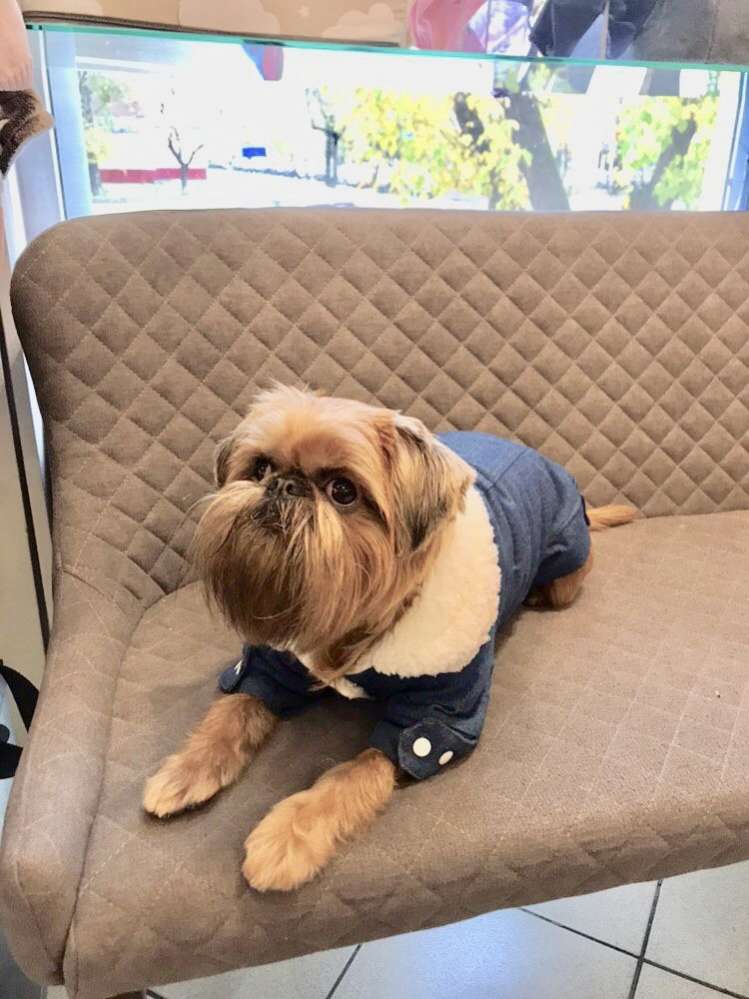 Куртка для собаки джинсовая на меху Pet Диего