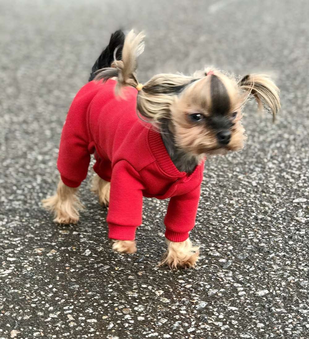 Костюм для собак теплый Premium 15