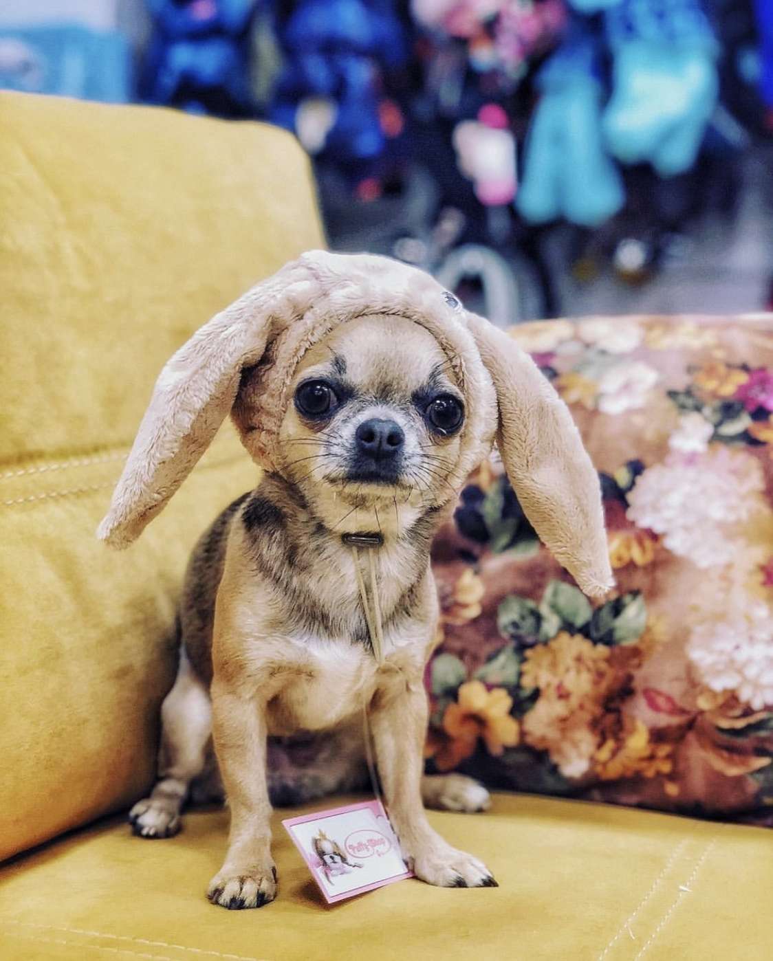 Шапка для собаки Puffy Зая