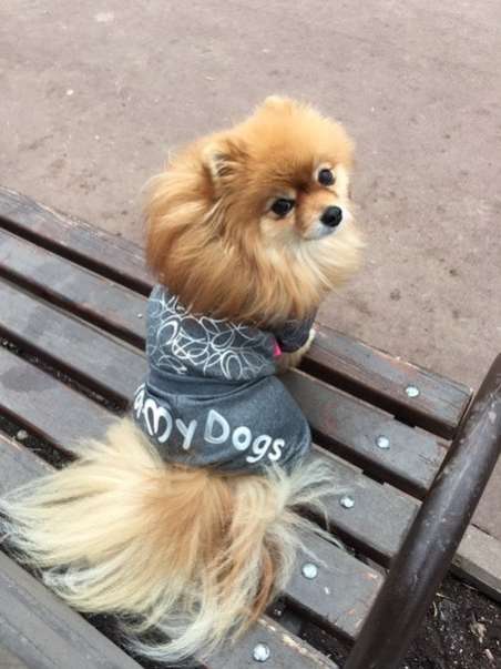Костюм для собак трикотажный ForMyDogs Металлик