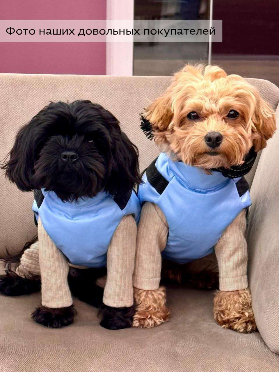 Костюм-боди для собак Puffy Лапша Латте