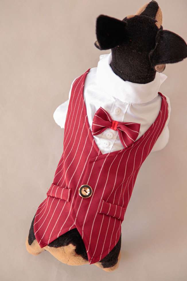 Пиджак для собаки праздничный