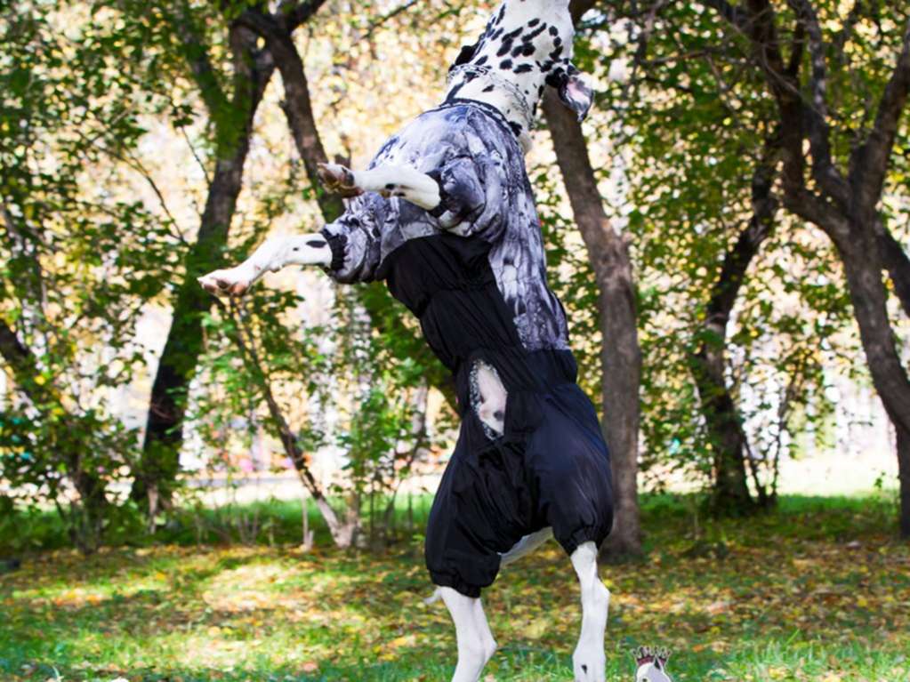 Комбинезон для собак на широкую грудь ForMyDogs Wolf