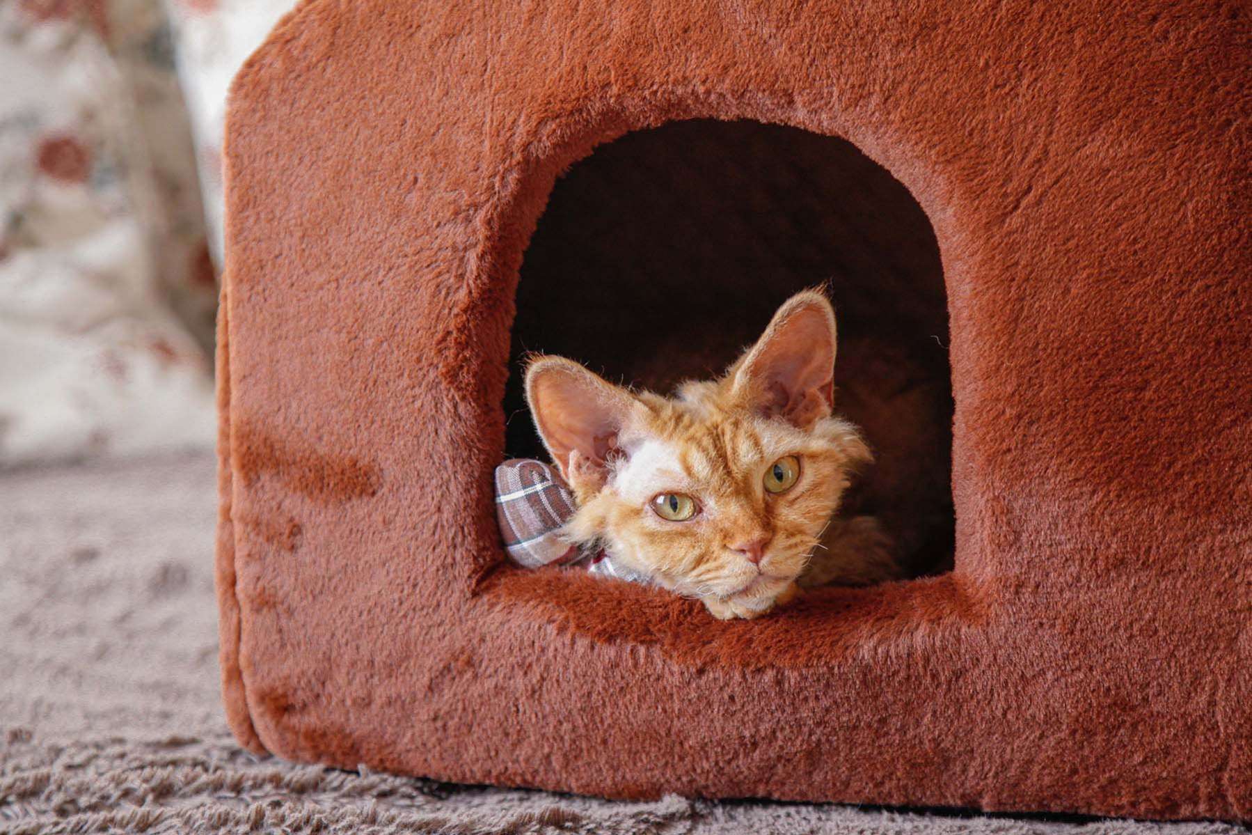 Домик для собаки Puffy Fancy Каштан