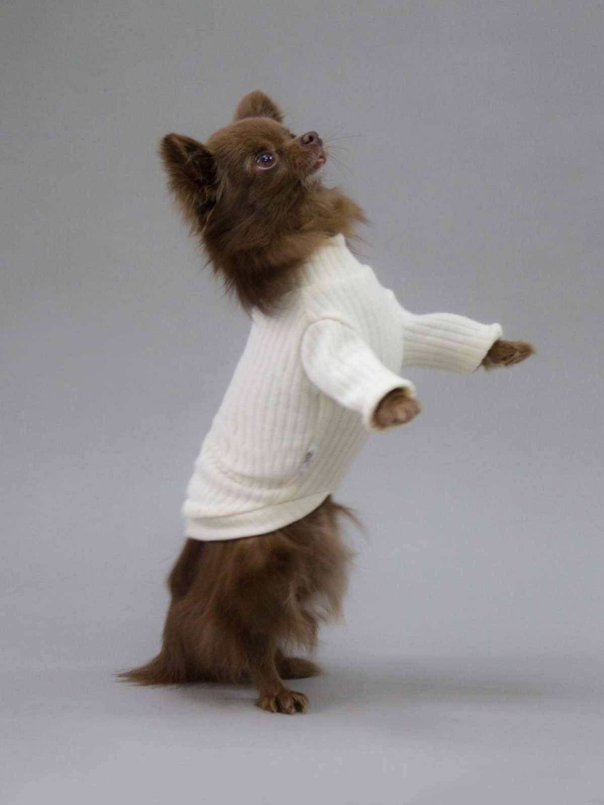 Свитшот для собак Puffy Лапша молочный