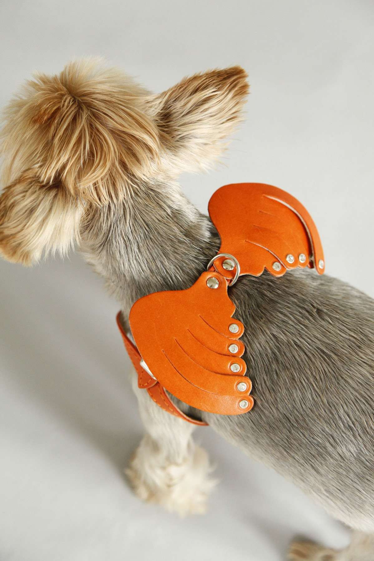 Кожаная шлейка для собак Крылья со стразами