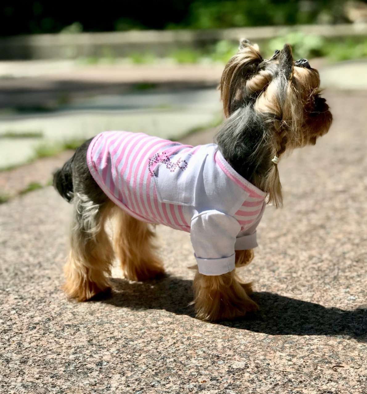 Футболка для собаки Premium Якорь