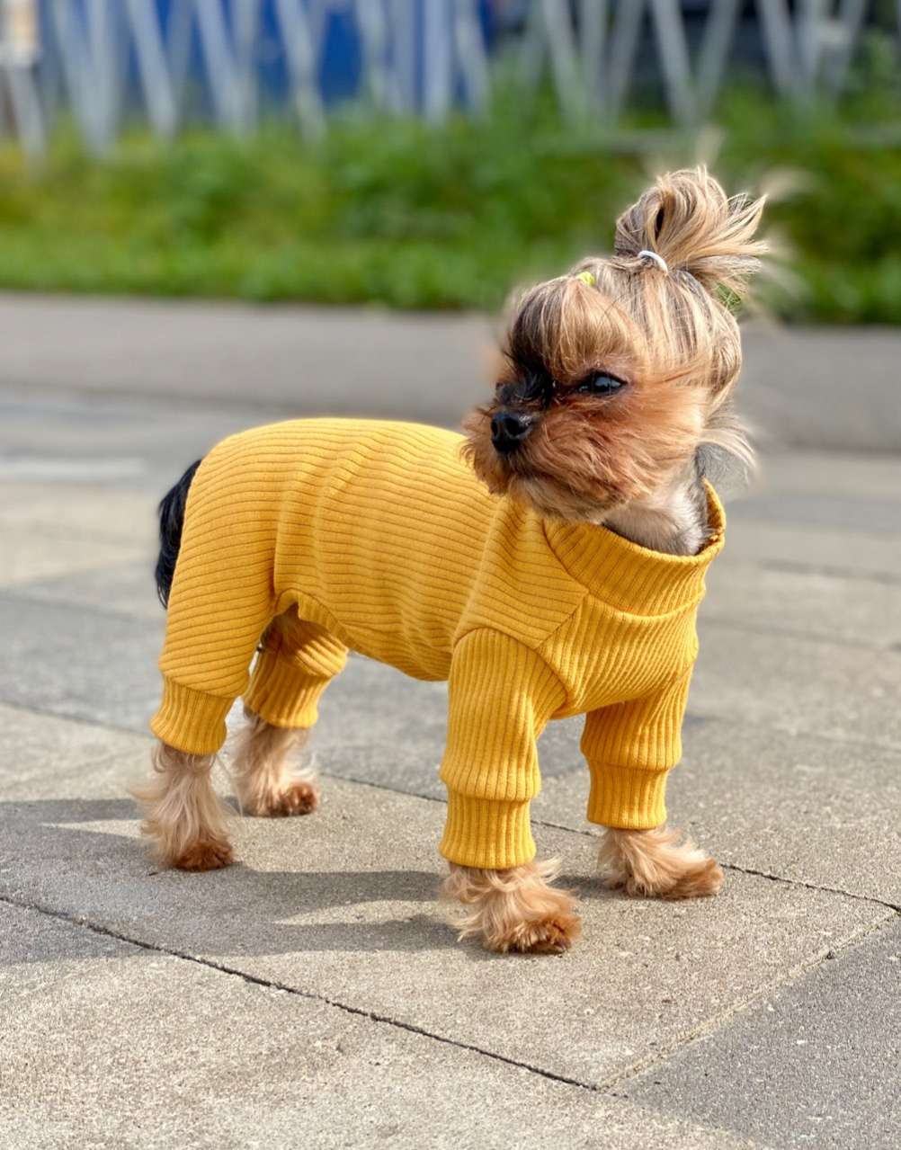 Костюм для собак трикотажный Premium Лапша