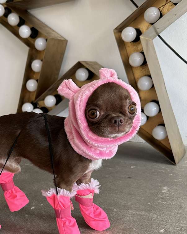 Шапка для собаки Капор Puffy Мишка