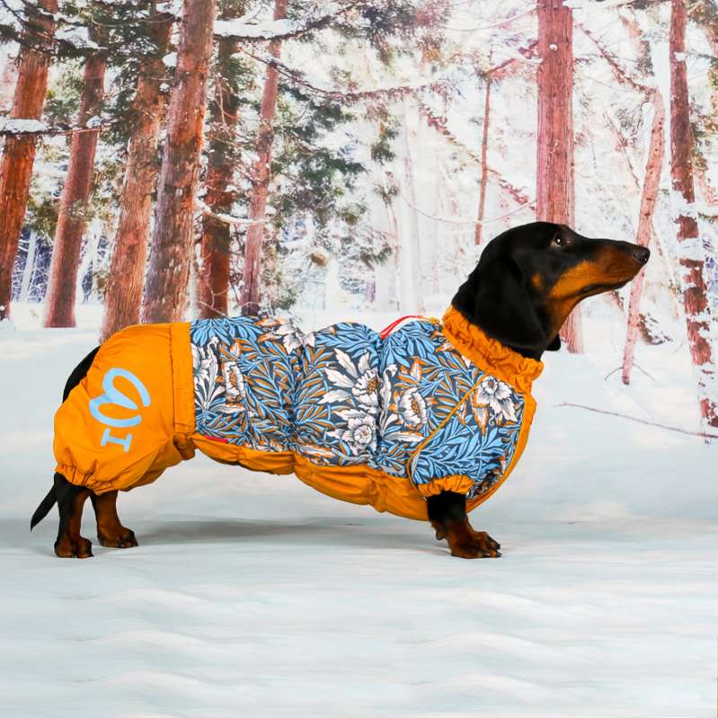 Комбинезон для таксы и корги ForMyDogs Густав