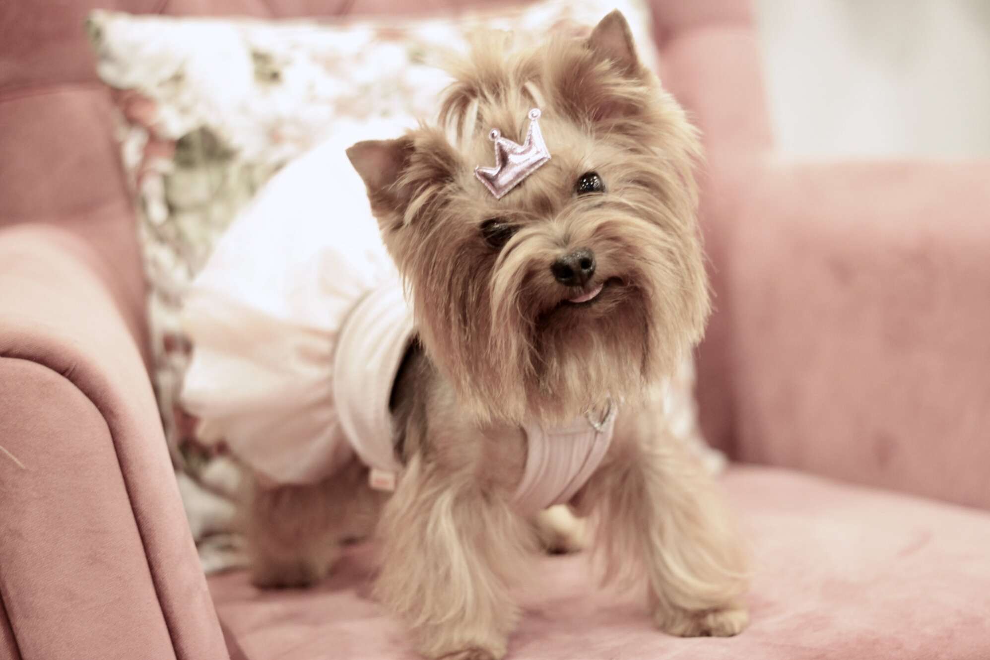 Платье для собак Pet Бурлеск