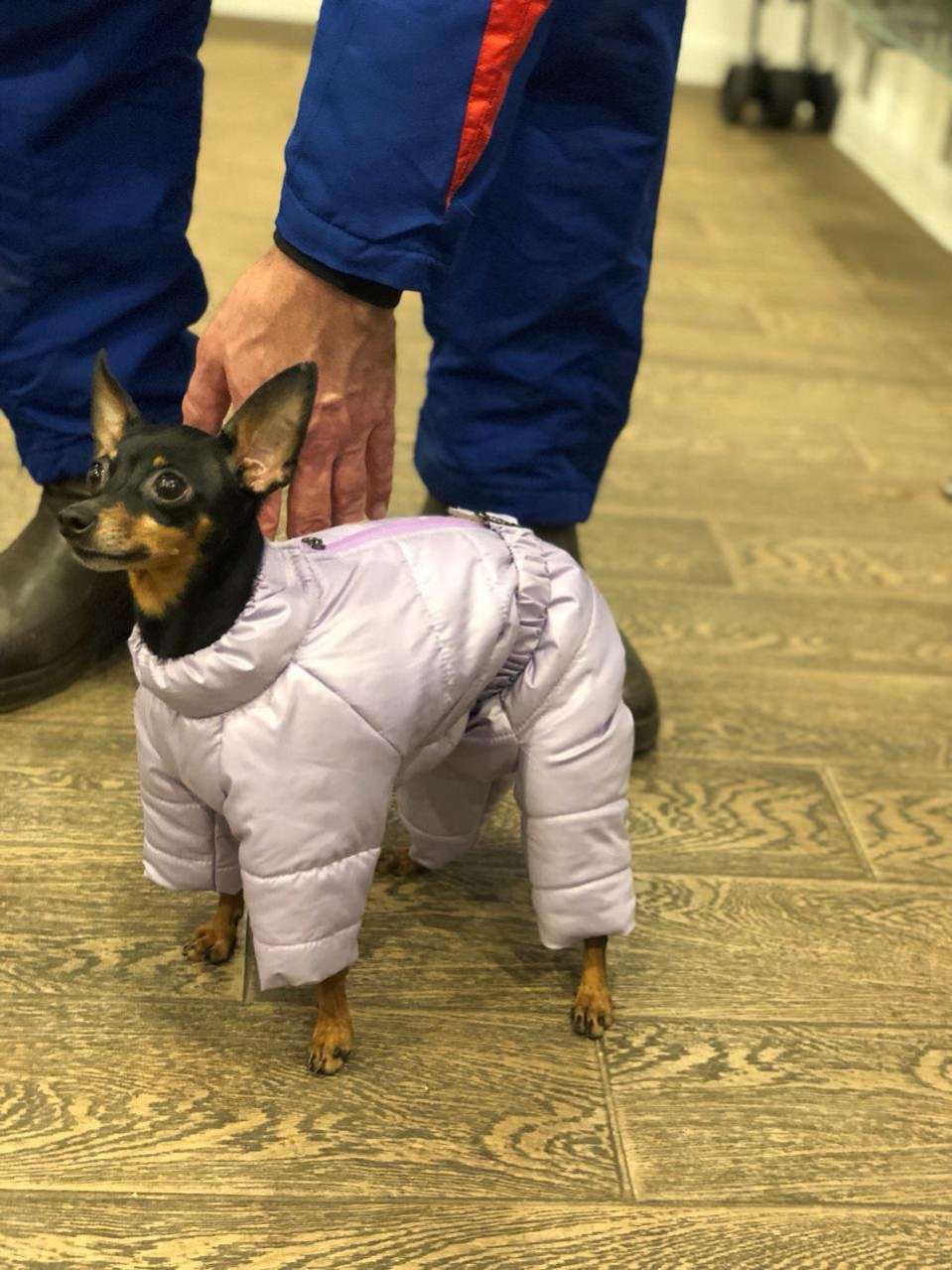 Зимний комбинезон для собак Евро Puffy Шарм