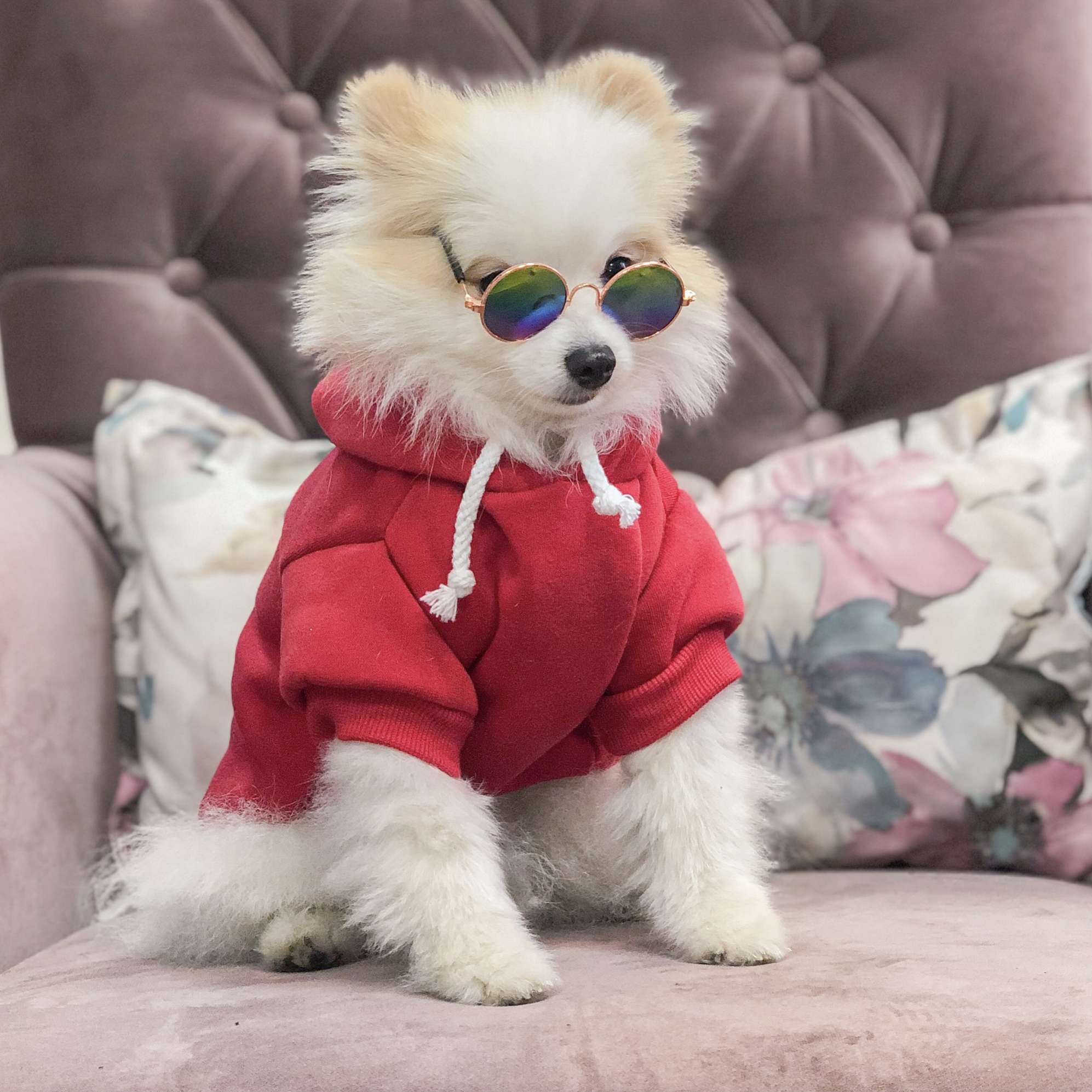 Толстовка для собак с капюшоном Pet Рэми