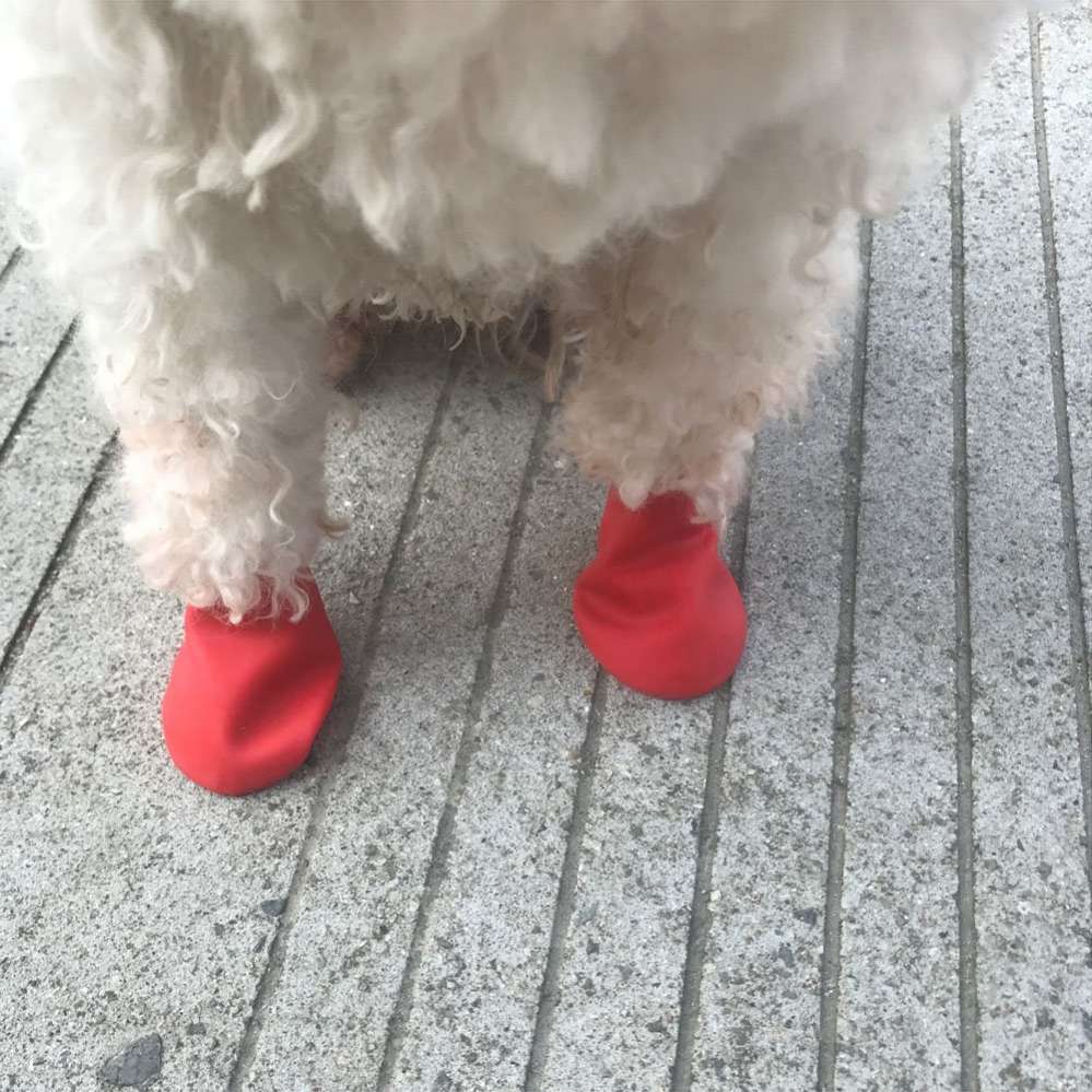 Носки для собак прорезиненные Pet Шарики