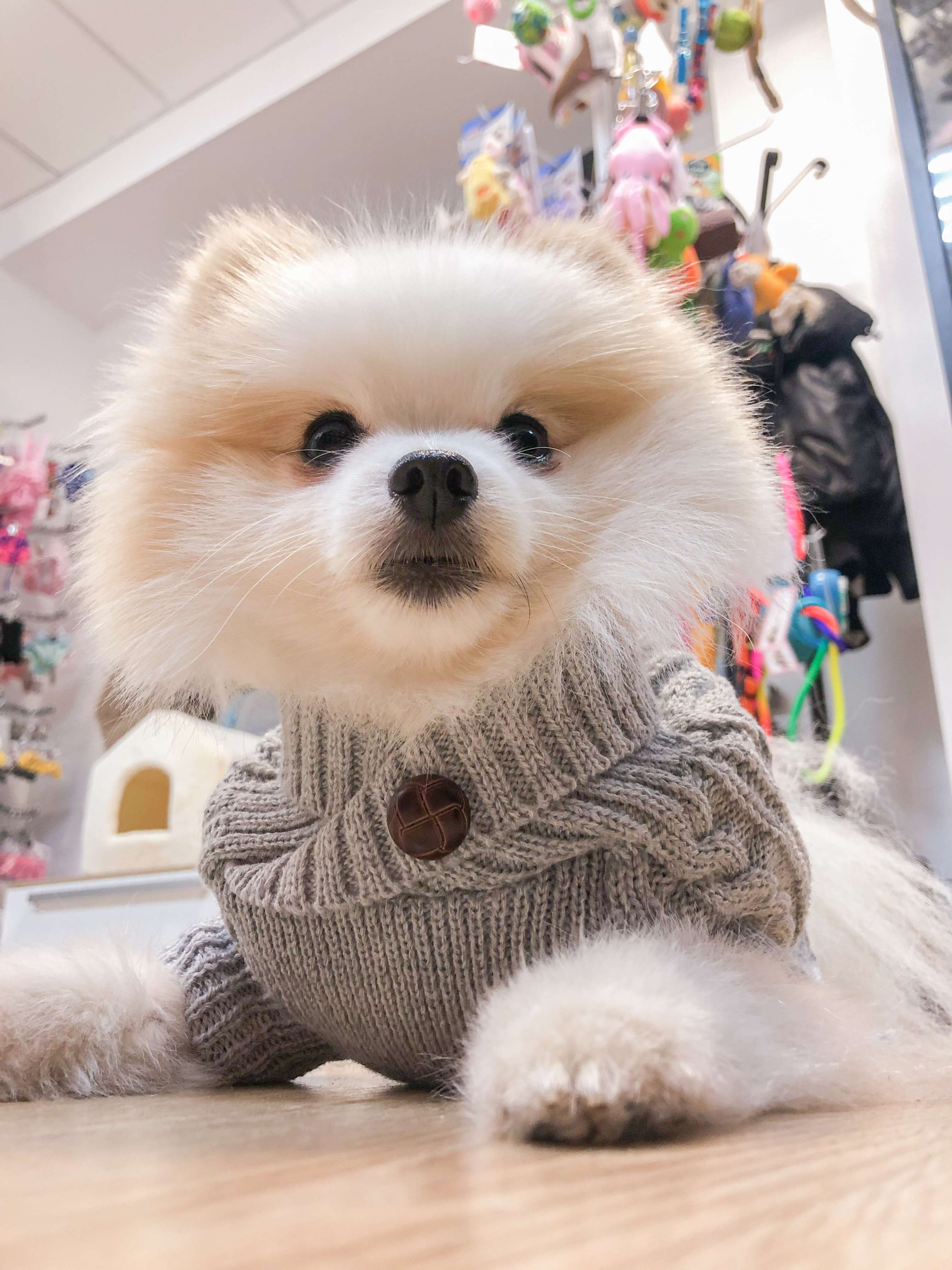 Кардиган для собаки Pet Эмерсон