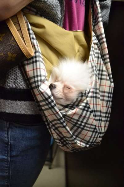 Сумка для собак Гамак Puffy Burberry