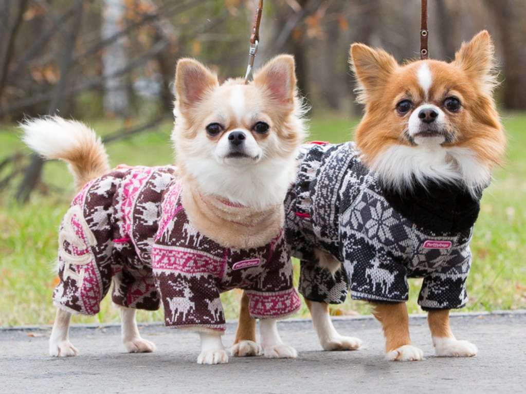 Комбинезон для собак шубка ForMyDogs Норфолк