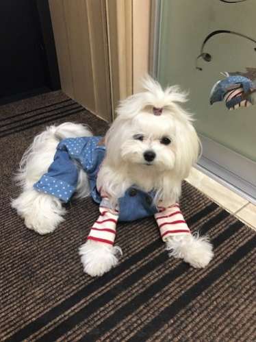 Джинсы для собак Pet Счастье