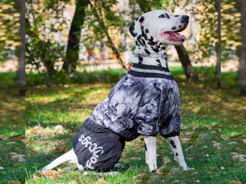 Комбинезон для собак на широкую грудь ForMyDogs Wolf