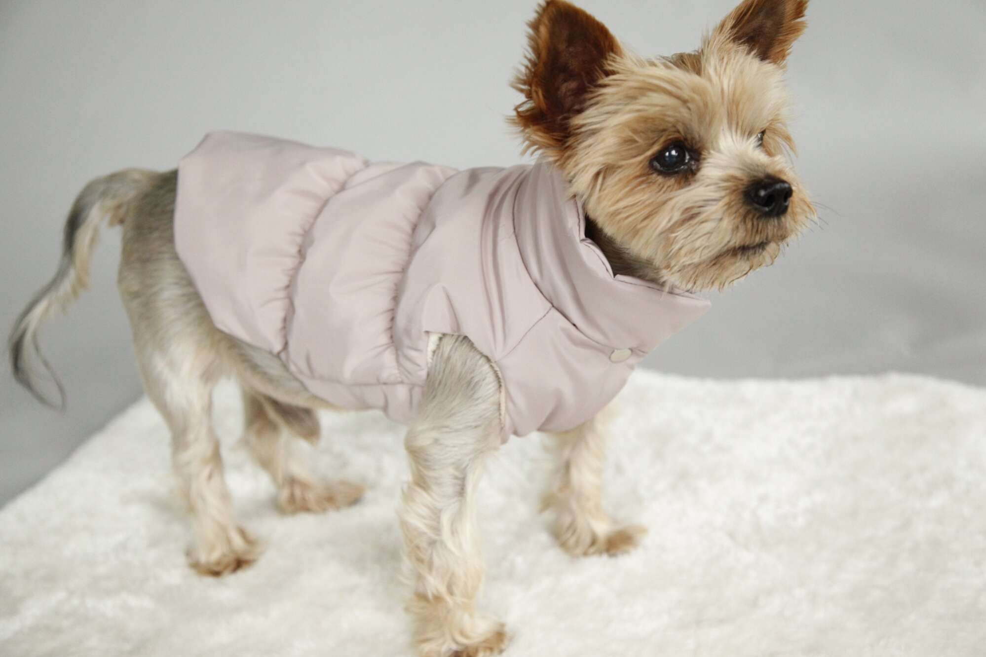 Жилет для собаки Фиби стронг