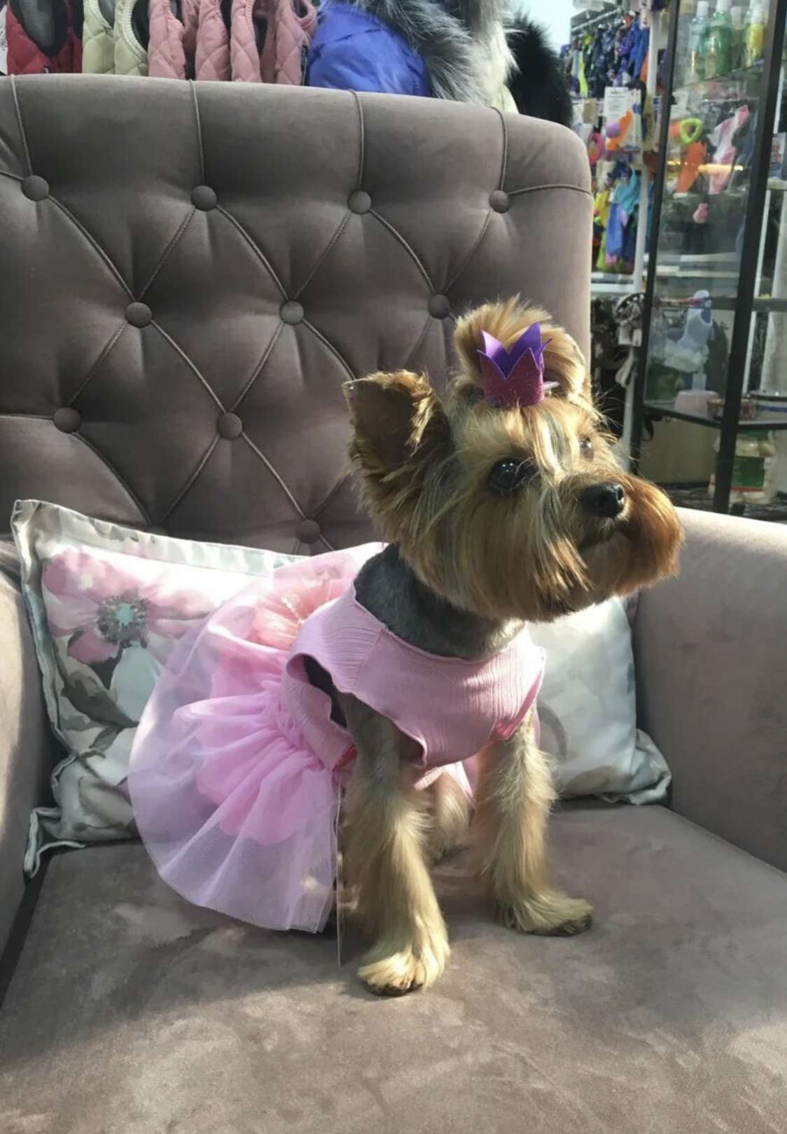 Платье для собак Pet Лола