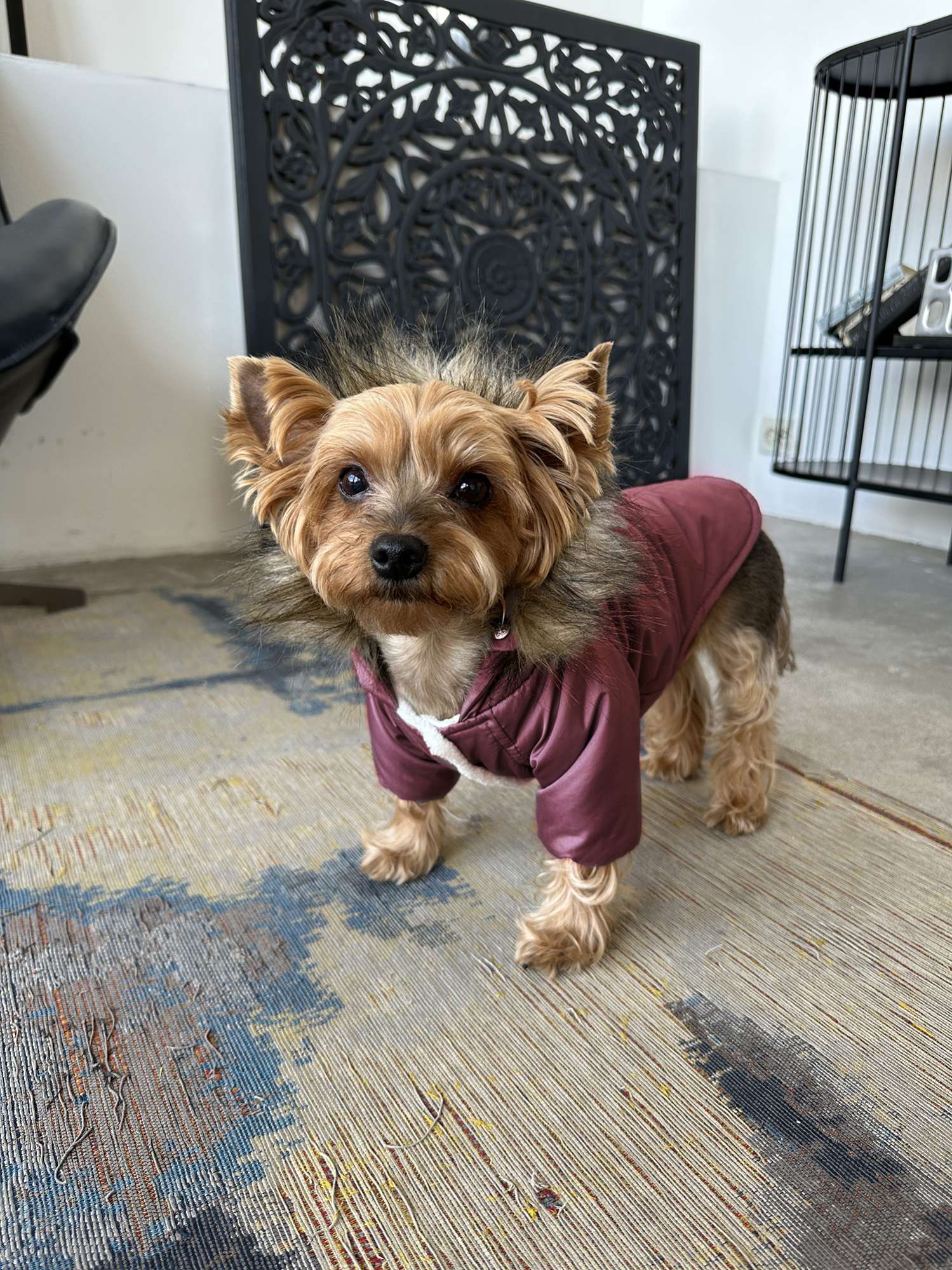 Куртка для собаки Парка Puffy Спайк